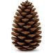 NaDeco Bastelnaturmaterial Maritima-Zapfen groß, 10–14 cm, 10 Stück Pinus pinaster