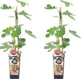Bloomique - Ficus Carica Brown Turkey Vijgenboom - Set van 2 - Winterharde Fruitboom - 50-70 cm Hoog - Pot 15 cm