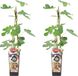 Bloomique - Ficus Carica Brown Turkey Vijgenboom - Set van 2 - Winterharde Fruitboom - 50-70 cm Hoog - Pot 15 cm