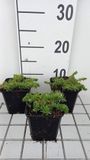 GRDplanten Groendecor Tuinarchitectuur 6x Vlambloem - Phlox (d) 'Red Admiral' | 9x9 cm pot