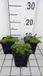 GRDplanten Groendecor Tuinarchitectuur 6x Vlambloem - Phlox (d) 'Red Admiral' | 9x9 cm pot