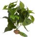 Lucky Reptile Golden Pothos met stenen sokkel