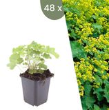 Plants by Frank | 48 Vrouwenmantel Planten | Alchemilla mollis | Winterharde bodembedekker planten | tuinplanten | Winterharde vaste planten meerjarig | Winterharde tuinplanten