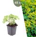Plants by Frank | 48 Vrouwenmantel Planten | Alchemilla mollis | Winterharde bodembedekker planten | tuinplanten | Winterharde vaste planten meerjarig | Winterharde tuinplanten