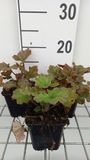 GRDplanten Groendecor Tuinarchitectuur 6x Mijterloof - Tellima grand. 'Rubra' | 9x9 cm pot
