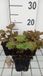 GRDplanten Groendecor Tuinarchitectuur 6x Mijterloof - Tellima grand. 'Rubra' | 9x9 cm pot