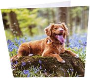 Happy Dog Square Blank verjaardagskaart