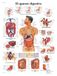 3B Scientific VR3422L Anatomische poster Het spijsverteringsapparaat