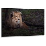 Merkloos / Sans marque Leeuw Canvas - Leeuw met Lange Manen Liggend in Groen Landschap - 150x100 cm Foto op Canvas Schilderij (Wanddecoratie op Canvas)