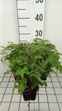 GRDplanten Groendecor Tuinarchitectuur 6x Driehoeksvaren - Dryopteris 'Plumosum' | 9x9 cm pot