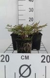 GRDplanten Groendecor Tuinarchitectuur 6x Pluimspirea - Astilbe (s) 'Hennie Graafland' | 9x9 cm pot