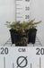 GRDplanten Groendecor Tuinarchitectuur 6x Pluimspirea - Astilbe (s) 'Hennie Graafland' | 9x9 cm pot