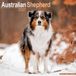 Avonside Australian Shepherd Kalender 2027