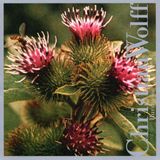 V2 Red Eye Christian Wolff: Burdocks