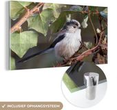 MuchoWow® Glass Painting 120x60 cm - Acrylic Glass Painting - Long-tailed Tit in the Tree Under the Sun - Photo on Glass - Paintings