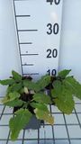 GRDplanten Groendecor Tuinarchitectuur 6x Struiksalie - Salvia hybr. 'Madeline'® | 9x9 cm pot