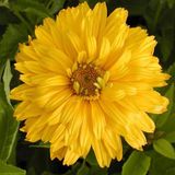Arborix Heliopsis 6 x Heliopsis Helianthoides 'Goldgefieder' - Zonneoog pot 9x9cm