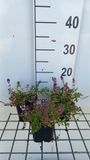 GRDplanten Groendecor Tuinarchitectuur 6x Kruiptijm - Thymus pulegioides | 9x9 cm pot