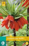 Jub Holland Fritillaria imp. Rubra bloembollen 1 bol Kievitsbloem