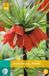 Jub Holland Fritillaria imp. Rubra bloembollen 1 bol Kievitsbloem