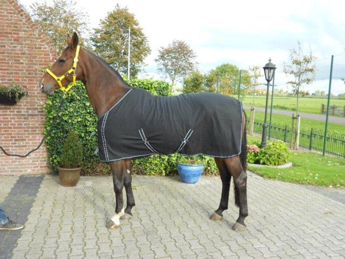 QHP Fleecedeken Basic met singels - Black - 165