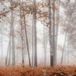 Forêt Papier Peint Panoramique - 325 cm x 325 cm