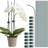 Merkloos / Sans marque ZHENGZHOUSHI YINGZEWEN WANGLUOKEJIYOUXIANGONGSI Set van 30 Orchideensteunen en Clips, 15 Flexibele Steunen van 30 cm voor Planten