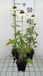 GRDplanten Echinacea 6x Zonnehoed - Echinacea purp. Pow Wow White' | 9x9 cm pot