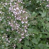 Arborix Calamintha 6 x Calamintha Nepeta Nepeta - Bergsteentijm pot 9x9cm