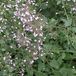 Arborix Calamintha 6 x Calamintha Nepeta Nepeta - Bergsteentijm pot 9x9cm