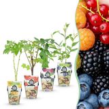 Green boutiQ Fruitplanten Rainbow - Rode Bes, Gele Framboos, Zwarte Braam, Blauwe Bes - Winterhard - 4 Planten