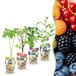 Green boutiQ Fruitplanten Rainbow - Rode Bes, Gele Framboos, Zwarte Braam, Blauwe Bes - Winterhard - 4 Planten