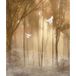 Papier Peint Panoramique Forêt Oiseaux 260 cm X 309 cm