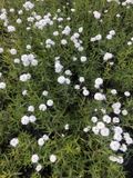 GRDplanten Groendecor Tuinarchitectuur 6x Duizendblad - Achillea ptarmica 'Peter Cottontail' | 9x9 cm pot