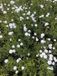 GRDplanten Groendecor Tuinarchitectuur 6x Duizendblad - Achillea ptarmica 'Peter Cottontail' | 9x9 cm pot