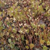 Arborix Epimedium 6 x Epimedium Pinnatum 'Black Sea' - Elfenbloem pot 9x9cm - Donkerpaarse bloemen, bodembedekker