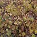 Arborix Epimedium 6 x Epimedium Pinnatum 'Black Sea' - Elfenbloem pot 9x9cm - Donkerpaarse bloemen, bodembedekker
