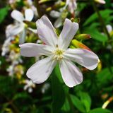 Arborix Bol 6x Saponaria ocymoides 'Snow Tip' Pot 9x9cm - Witbloeiende bodembedekker