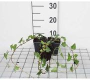 GRDplanten 12x Hedera helix - Gewoonvaren - Pot van 9 cm x 9 cm