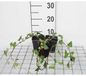 GRDplanten 12x Hedera helix - Gewoonvaren - Pot van 9 cm x 9 cm