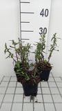GRDplanten Groendecor Tuinarchitectuur 6x Aster - Aster n.b. 'Winston Churchill' | 9x9 cm pot