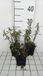 GRDplanten Groendecor Tuinarchitectuur 6x Aster - Aster n.b. 'Winston Churchill' | 9x9 cm pot