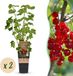 Green boutiQ - Fruitplant - Ribes rubrum Jonkheer van Tets - Bessenplant - Winterhard - Rode Bes - 2 Planten - Pot 15cm - Hoogte 50cm