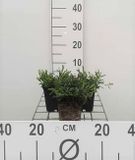 GRDplanten Groendecor Tuinarchitectuur 6x Steenanjer - Dianthus delt. Brilliant' | 9x9 cm pot