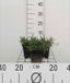 GRDplanten Groendecor Tuinarchitectuur 6x Steenanjer - Dianthus delt. Brilliant' | 9x9 cm pot