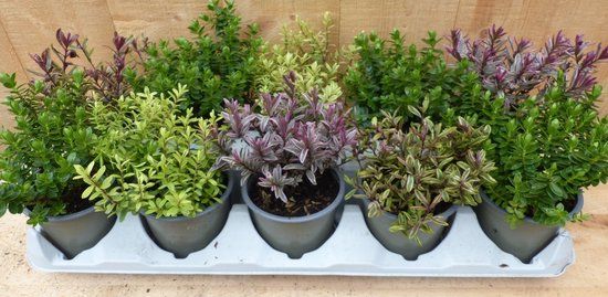 Warentuin natuurlijk Hebe mini struikjes 10 potjes in tray kleur mix