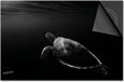 Dietrix Inductie Beschermer 60x60 - Zwart Schildpad