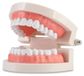 Modèle dentaire - Modèle de démonstration dentaire - 28 dents - Plastique et gencive en silicone - Pour dentistes et enseignement