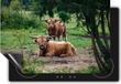Chefcare Inductie Beschermer Twee Schotse Hooglanders in de Bossen - 65x55 cm
