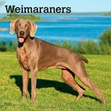 Weimaraners Browntrout Publishers Weimaraners - Weimaraner 2027 - 16-Monatskalender